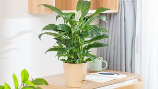 Peace lily plant on table near window