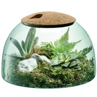 plant with sphere shape bowl