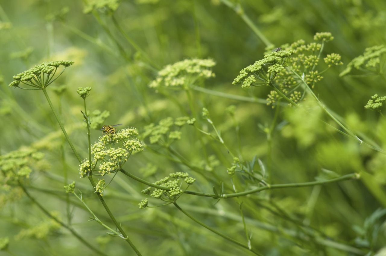 Bolting Parsley Plant