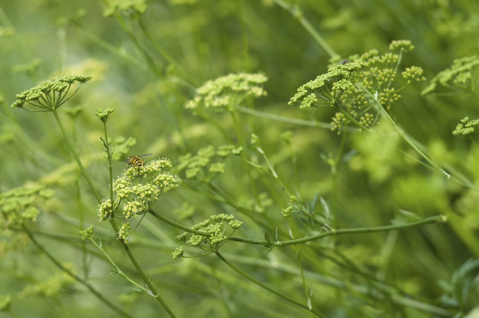 Parsley Plant Gone To Seed How To Keep Parsley From Bolting