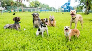 Different breeds in dog park
