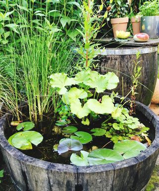 recycled oak barrel used as a garden pond
