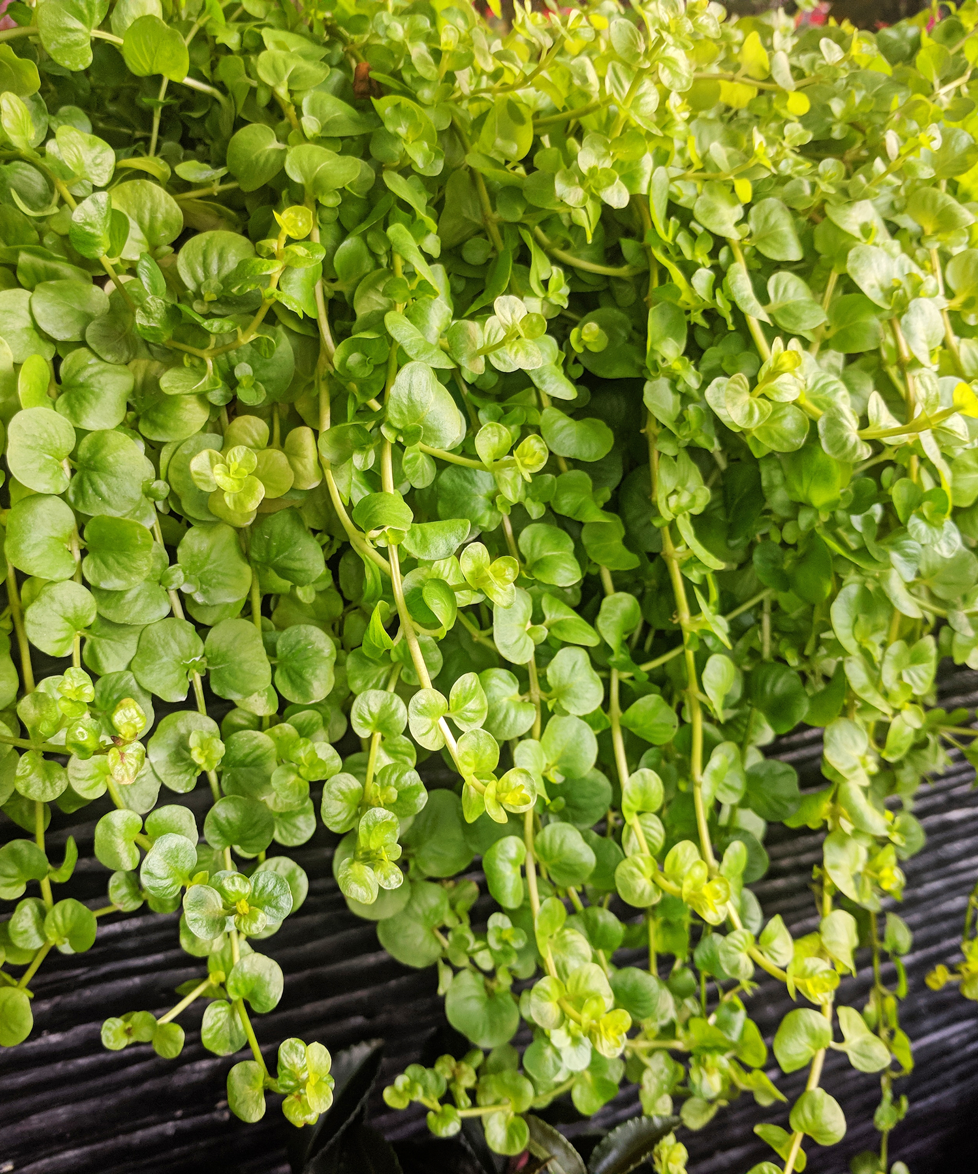 Creeping Jenny (Lysimachia nummularia) trailing