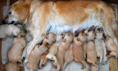 A dog feeds its 15 puppies in China in 2009: Researchers are working on a contraceptive drug for dogs that would replace the need to spay females.