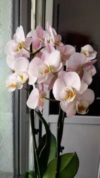 Best indoor plants: Orchids