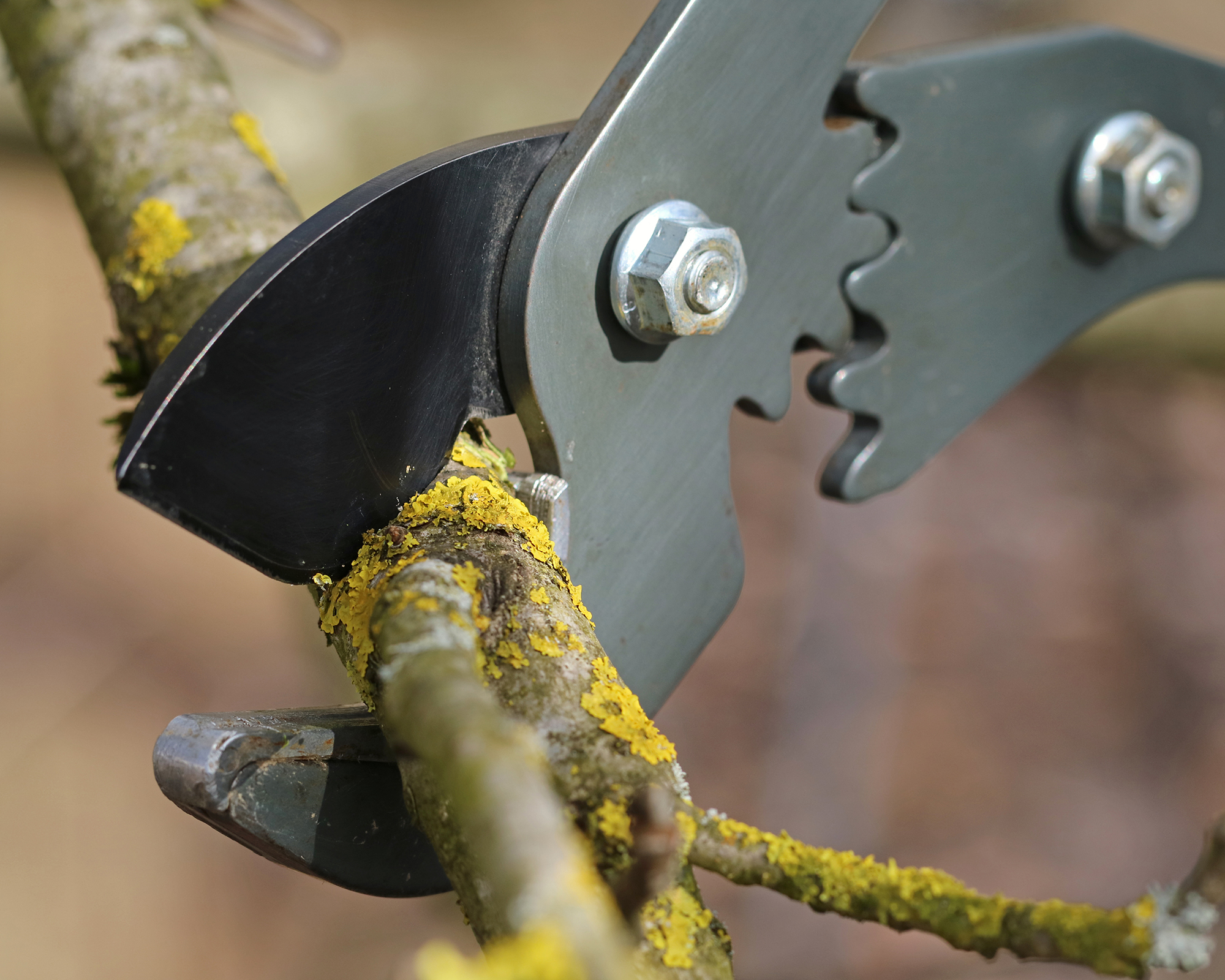cutting old tree branches with anvil pruning shear, close up.