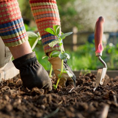 Gardener plant seedling from pot in mulch