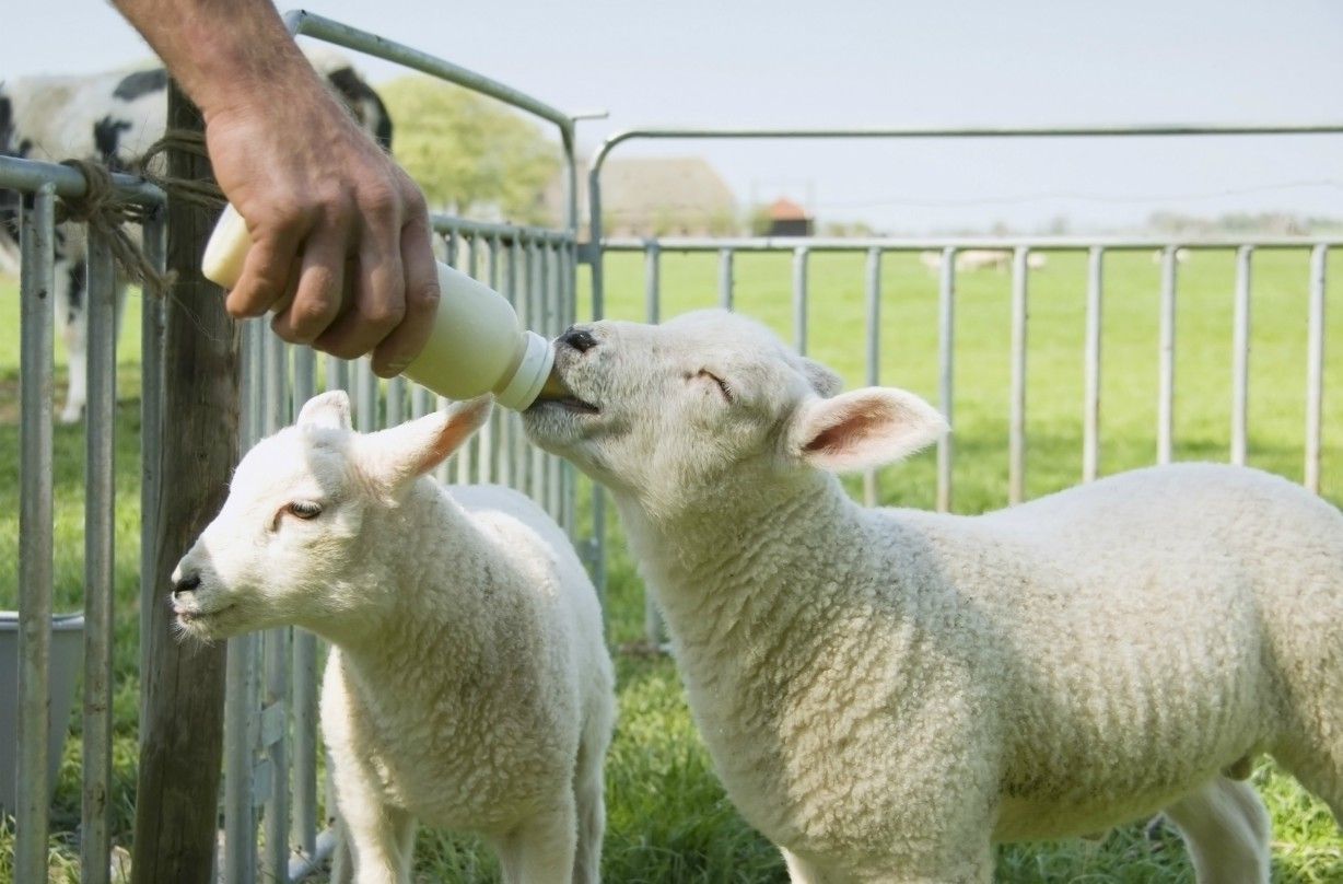 Free farms to visit with the kids in the UK | GoodtoKnow