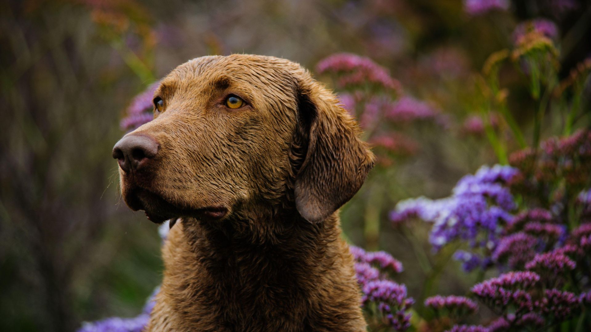 Headshot of a Chesapeake Bay Retriever