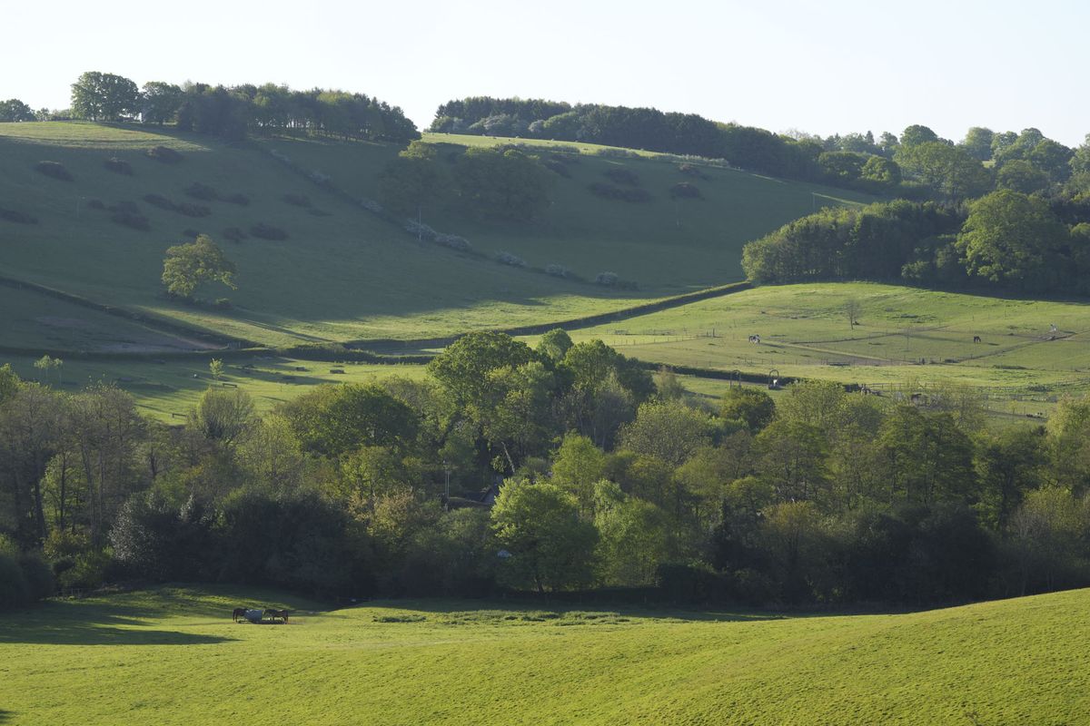 A rolling hillside