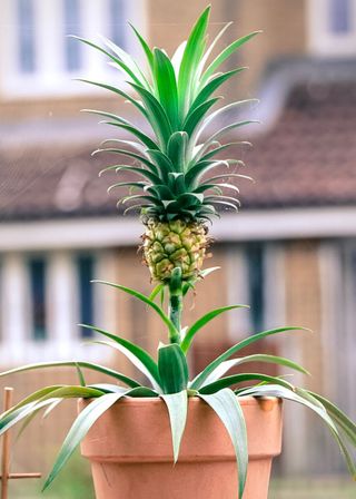 Pineapple growing in a pot in a back yard