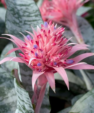 pink flower of an Aechmea Fasciata