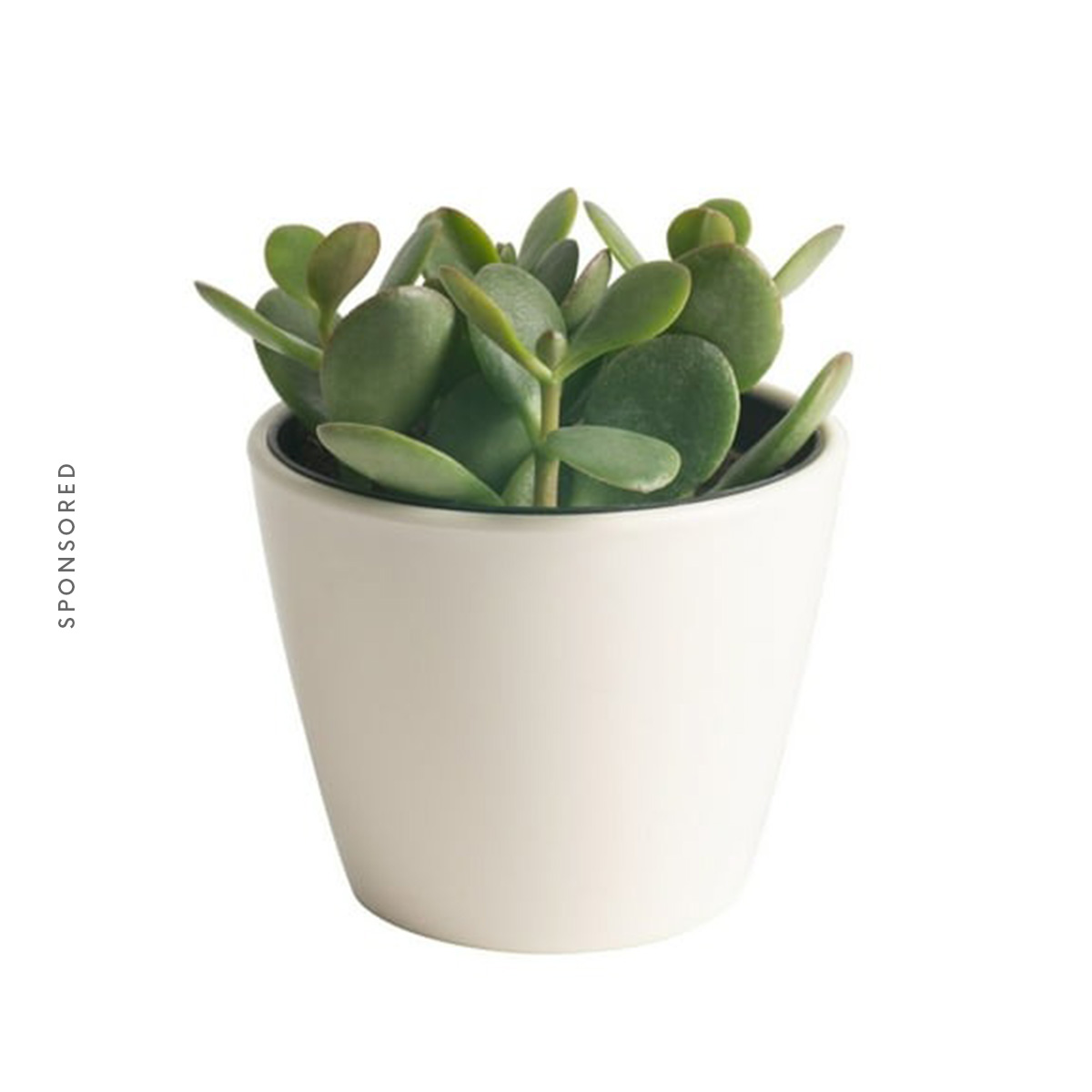 Costa Farms 4" Tall Jade Succulent