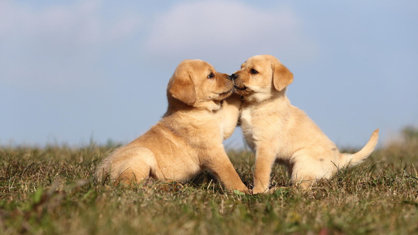 Cute dogs: Two Labrador Retriever puppies