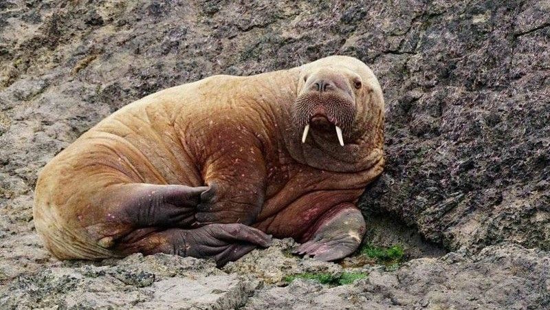 Wally the walrus pictured in Pembrokeshire, Wales.