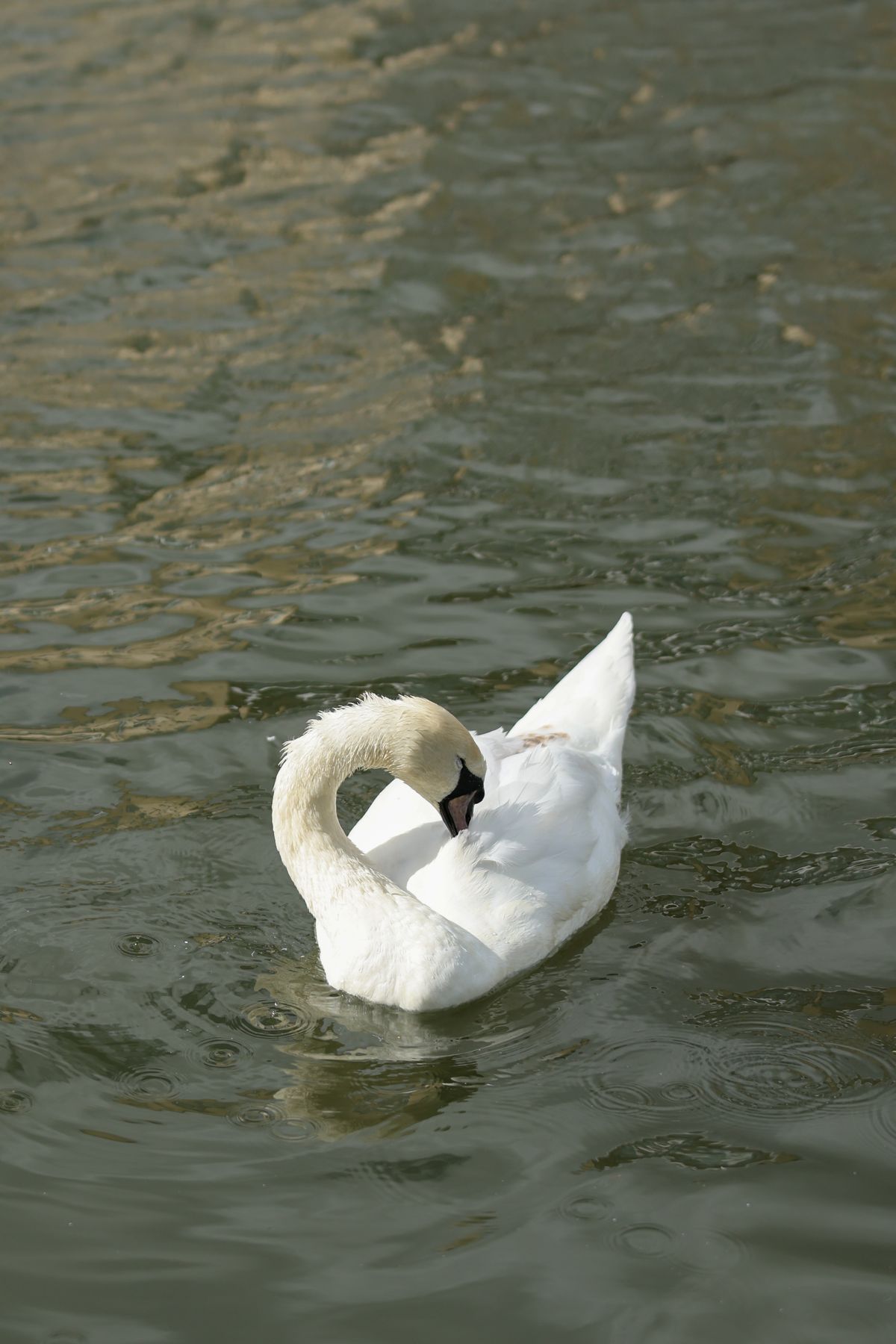 A photo of a bird taken on a Canon EOS R6 Mark III