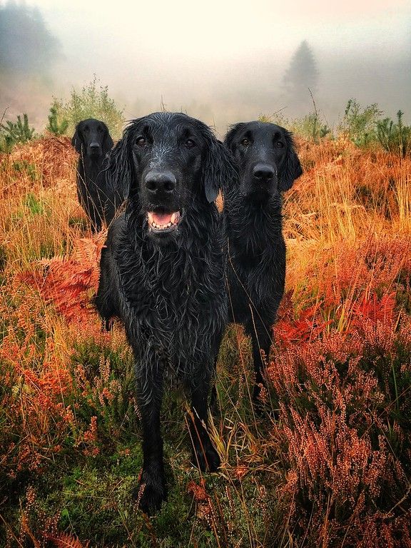 Dogs 7