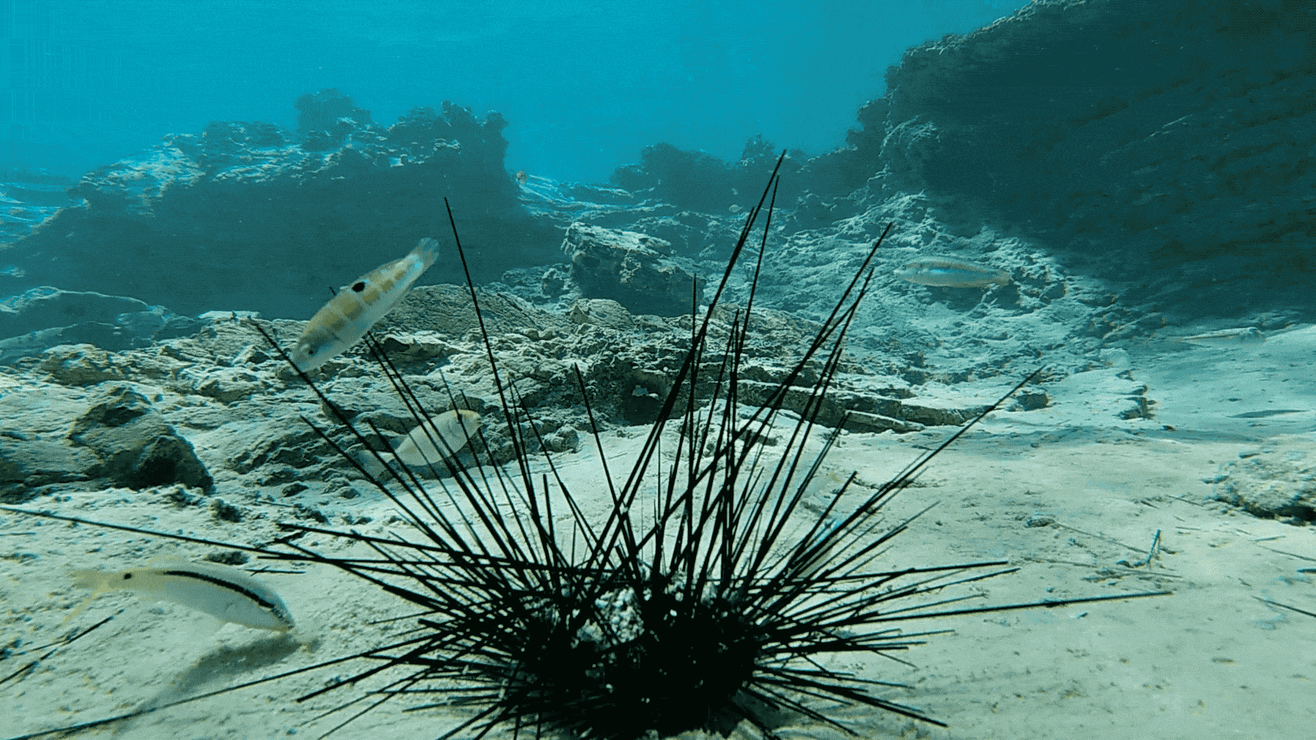 Fish pecking at a dead sea urchin in the Gulf of Aqaba.