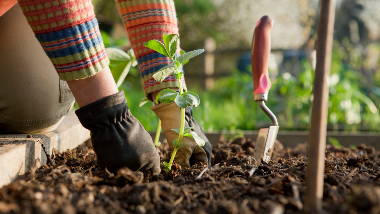 Gardener plants seedling from pot in mulch