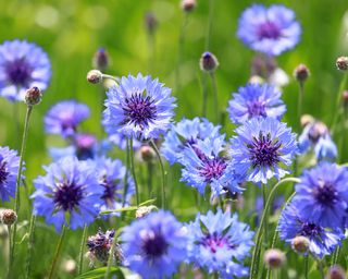 Centaurea cyanus, commonly known as cornflower, or bachelor's button