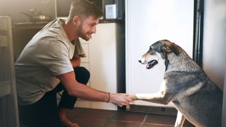 man shaking hand with dog