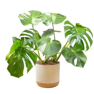 Costa Farms Monstera Swiss Cheese Plant, Live Indoor Plant, Easy to Grow Split Leaf Houseplant in Indoors Garden Plant Pot, Housewarming, Decoration for Home, Office, and Room Decor, 2-3 Feet Tall