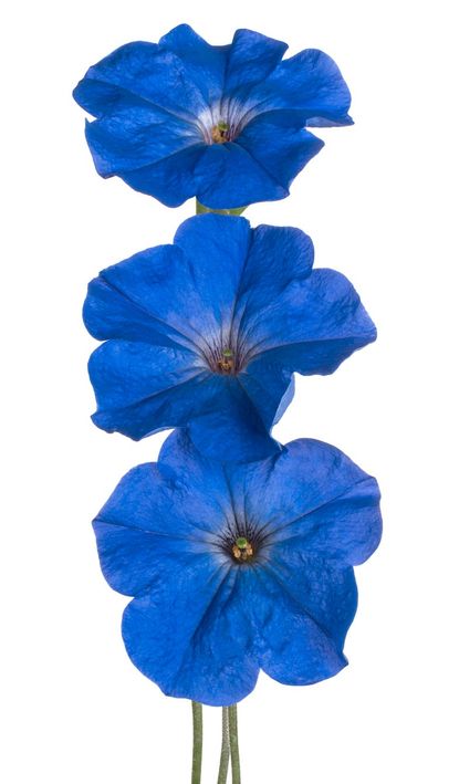 Bright Blue Petunia Flowers