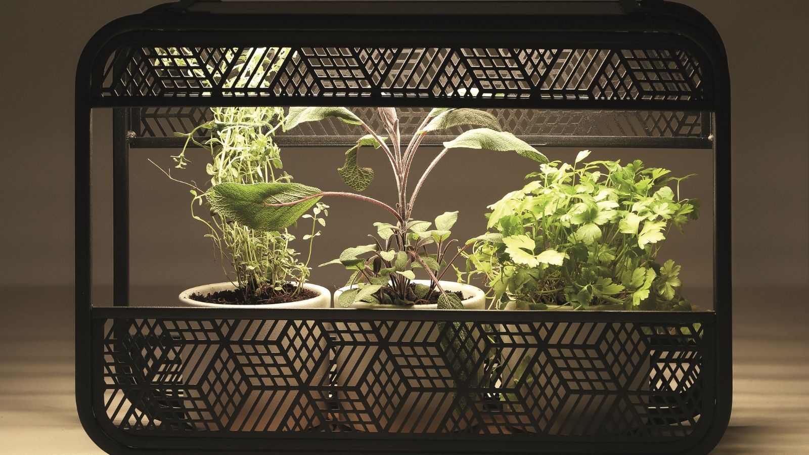 6 grow light mistakes that might be damaging your plants | Homes and Gardens