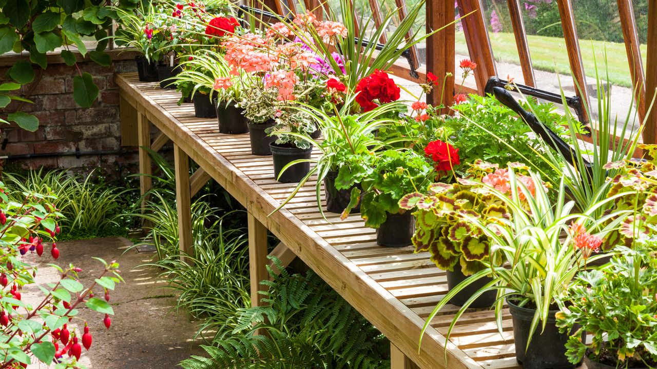 Pots and plants in the conservatory at Weston Park, Weston under Lizard, Shifnal, Shropshire