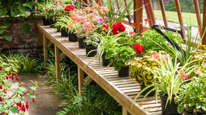 Pots and plants in the conservatory at Weston Park, Weston under Lizard, Shifnal, Shropshire