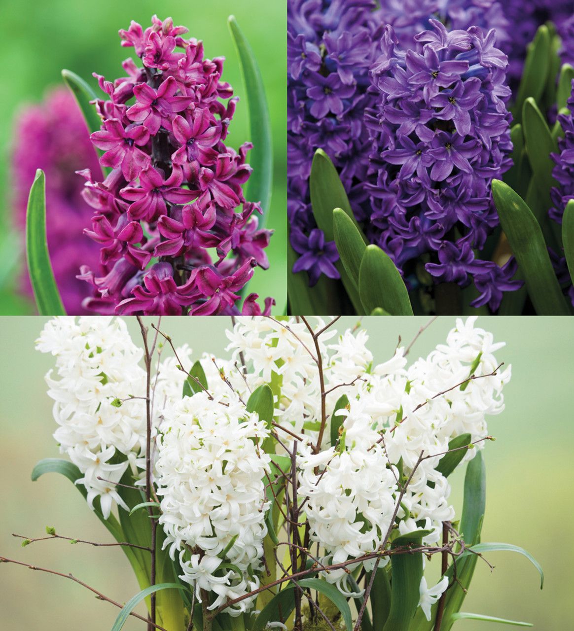 How to grow hyacinths indoors: an expert guide for success | Woman & Home