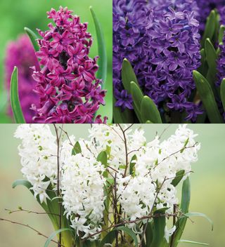 Hyacinth for Forcing Collection