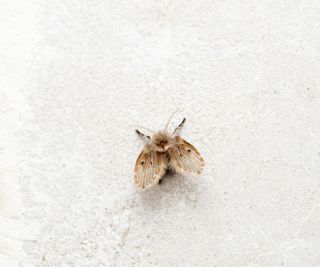 Close up of a drain fly on a white background