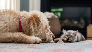 Senior dog and kitten