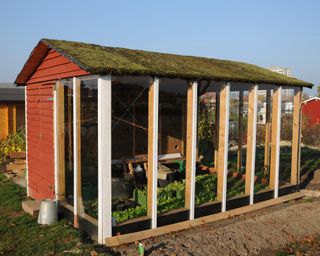 Selfmade greenhouse wall in the side of a shed