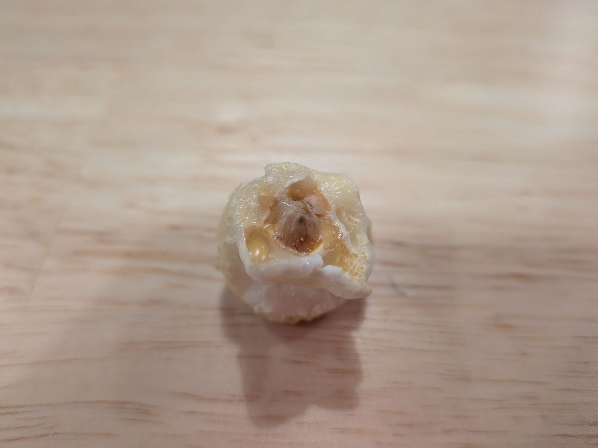 Google Pixel 9a macro sample.