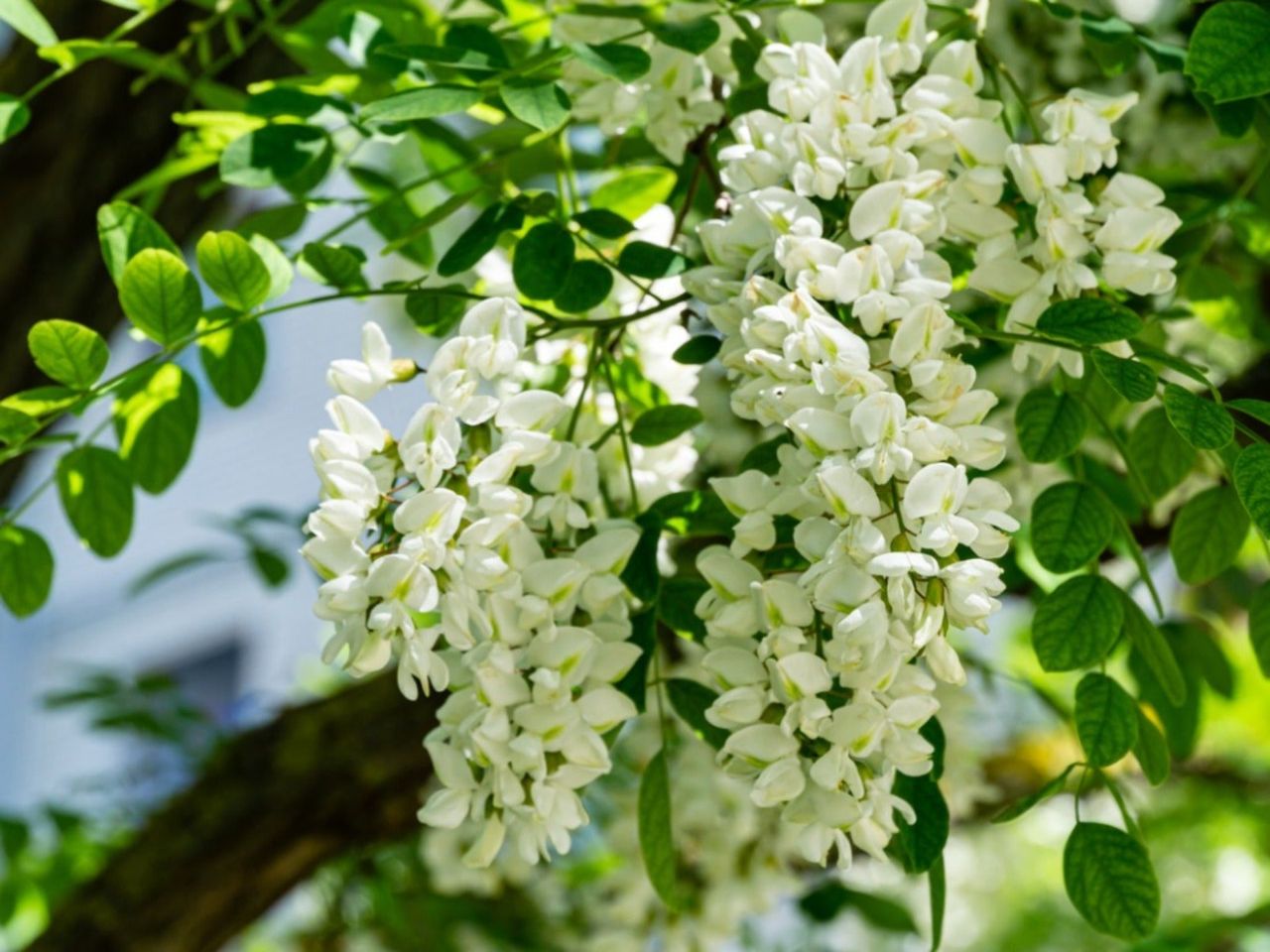 White flowers growing on a black locust tree