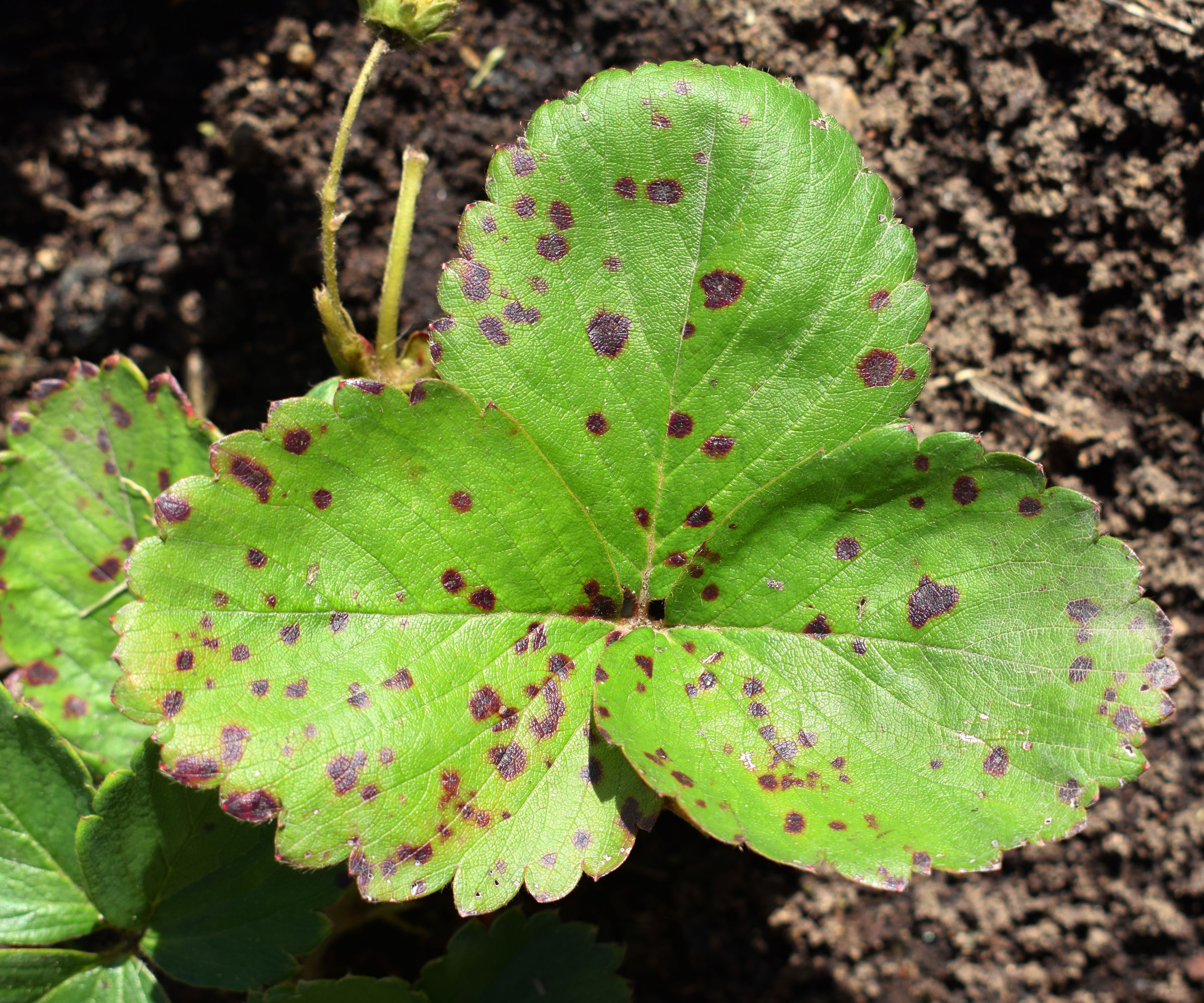 strawberry leaf scorch on leaves
