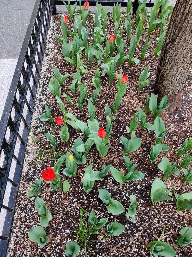 OnePlus 8 main camera sample