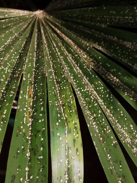 Palm Scale On Palm Tree Leaves