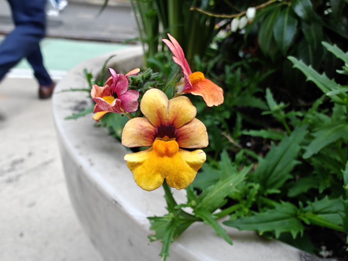 OnePlus 12 Macro Sample.