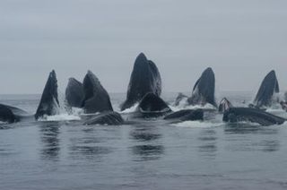 humpback whales