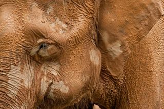 Pygmy Elephant (Elephas maximus borneensis) covered in mud at Lok Kawi Zoo
