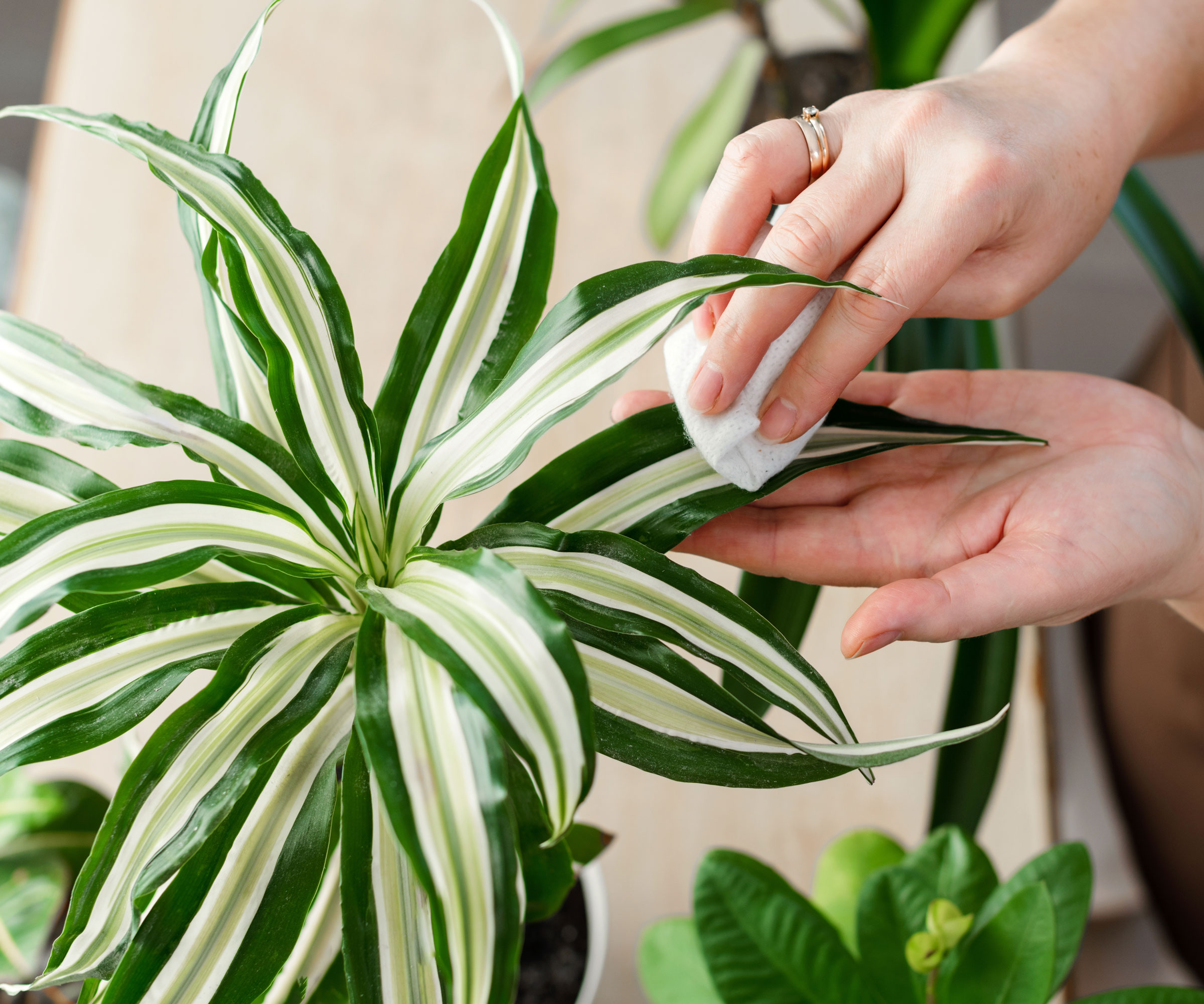 houseplant leaves being wiped for pest control