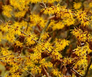 yellow flowering witch hazel in fall