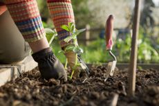 Home-grown broad beans are 'so very superior to those in the shops'.