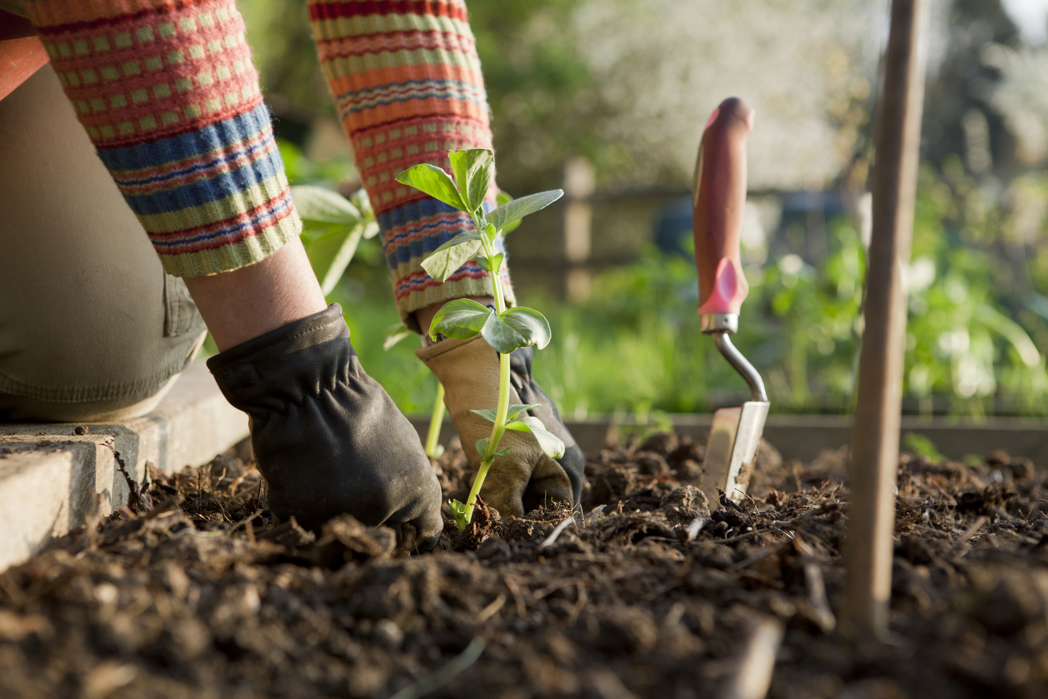 Home-grown broad beans are &#039;so very superior to those in the shops&#039;.