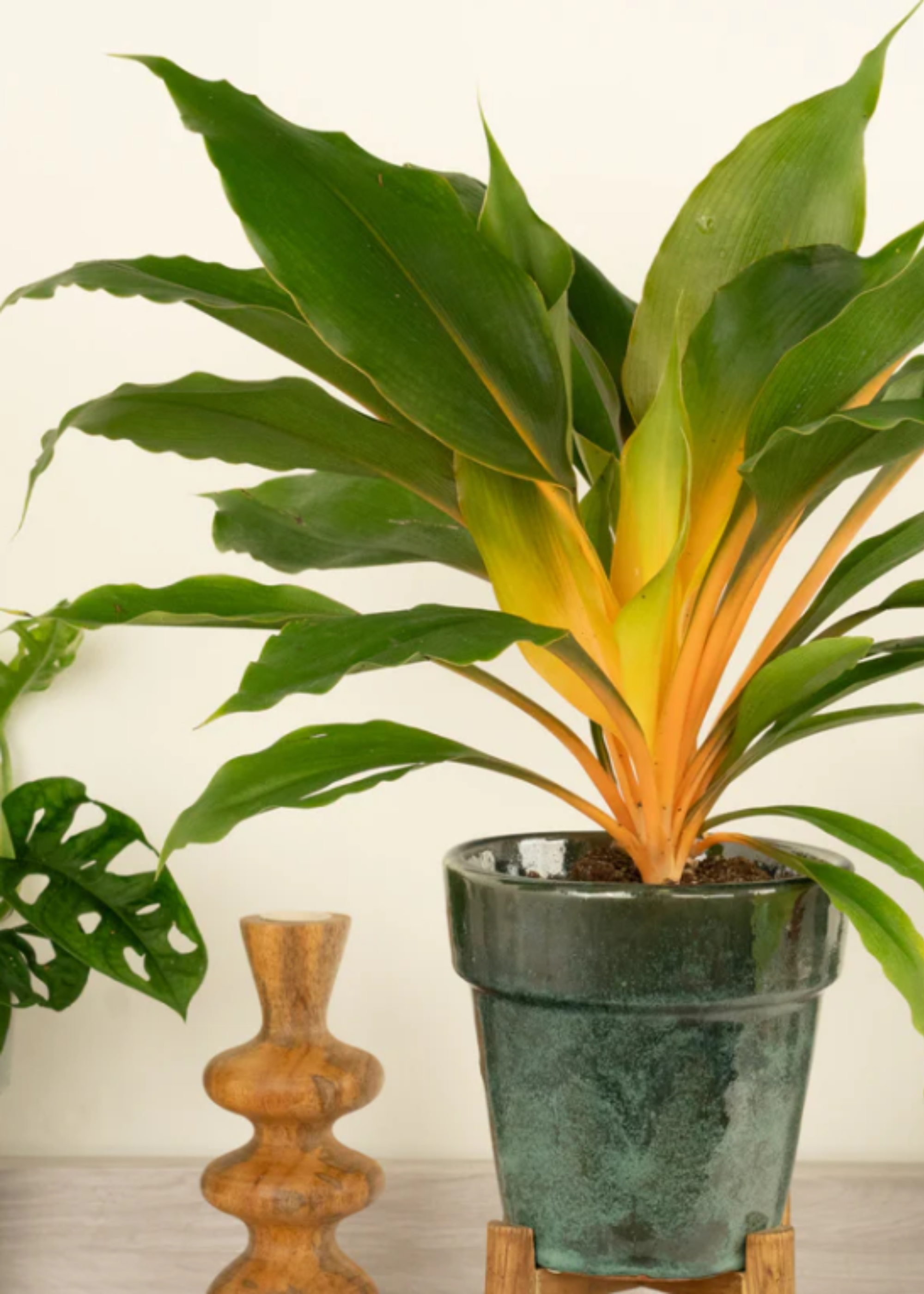A chlorophytum orchidastrum plant in a glazed pot on a wood pedestal