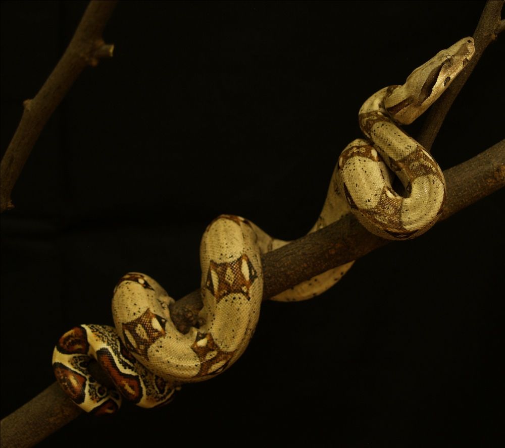 A boa constrictor slithers up a tree.