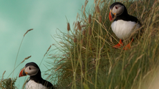 Puffins on a cliff edge.